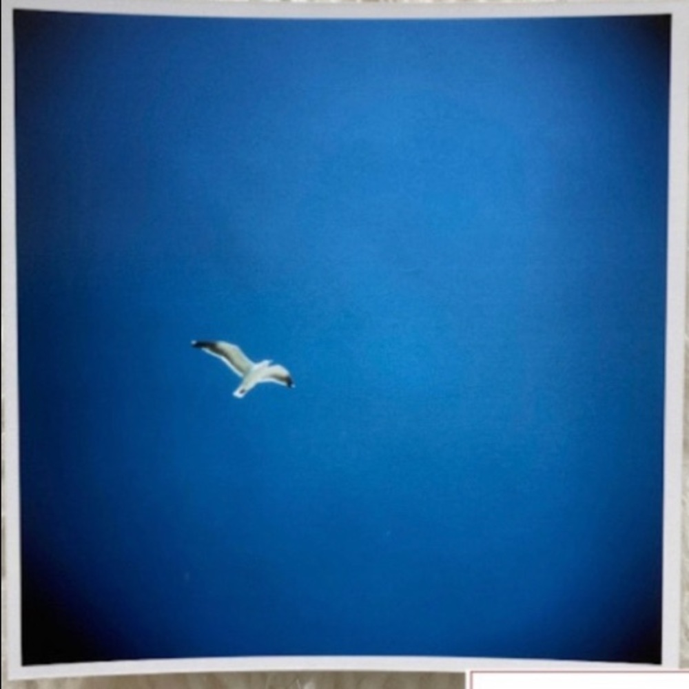 Seagull Bird Art Print Original Photography Professional Prints Decor - Picture 2 of 4